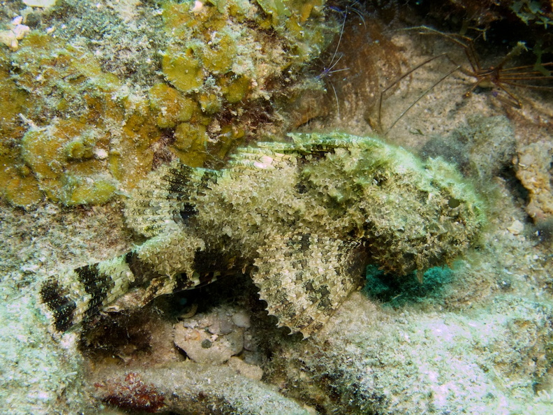 Juvenile Scorpionfish IMG_7748.jpg